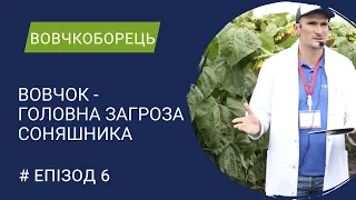 Вовчкоборець 6. Какие есть расы заразихи и почему гибрид перестал быть усточкивым к заразихе