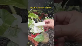ANOTHER WAY OF PROPAGATION FOR MARBLE QUEEN POTHOS | NODADO TEAM