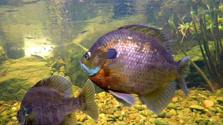 Growing a State Record Bluegill in My Pond!