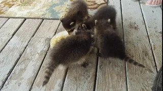 Rescued Baby Raccoons Eating Applesauce