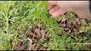 Harvesting and Making A Cleavers Tincture