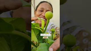 Terrace Garden Update🔥Fruits🥦Vegetable|टेरेस गार्डन में क्या तैयार हो रहा है#ashasgardenstory#shorts