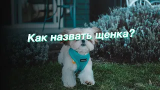 Как назвать щенка?