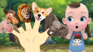 Animal king Finger Family  música colorida Learn Sing A Song! Infantil Nursery Rhymes