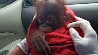 Baby Orangutan Panenga arrived at BOSF Nyaru Menteng