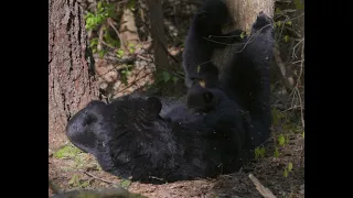 Mama Bear Nurses Cubs