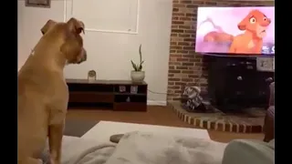 🙁 Emotional Puppy  Cries Watching Lion King - Sad Dogs compilation 2020