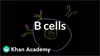 B lymphocytes (B cells) | Immune system physiology | NCLEX-RN | Khan Academy