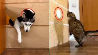 My Dogs And Cats Have Encountered an Unexpected Obstacle! Husky VS Cat