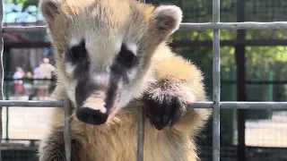 У гамадрила Люси обеденный сон, а носухи не дают мне записывать видео