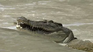 Big Sunday:  Two crocodiles eating mullet at Cahills crossing.