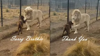 Lion Shakes Hand with Dog / Asking Dog for Forgiveness