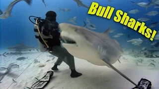 Bull Sharks! (Yes we HAND FEED the Bull sharks!)