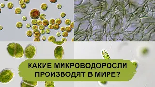 КАКИЕ МИКРОВОДОРОСЛИ ПРОИЗВОДЯТ В МИРЕ?