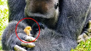 Ten Goryl nie pozwalał się nikomu do siebie zbliżyć. Wtedy okazało się, co chował w łapach.