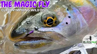 3 Wild Species One Magic Fly! Euro Nymphing Fly Fishing The Weber River, Utah by Black Fly Creations