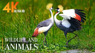 Swamp Wildlife 4K 🌿The most realistic footage of wild animals with soothing relaxing music