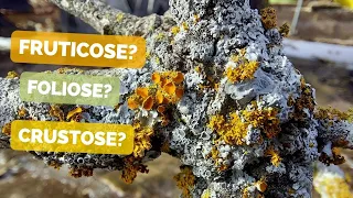 HOW TO RECOGNIZE DIFFERENT TYPES OF LICHENS | Lichen growth forms, structures and reproduction