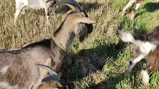 Розповідаю про нову козу і як я лікую молочний зоб у кіз .