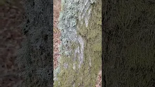 Beautiful Moss and Lichen on oak trees with The Moss by Cosmo Sheldrake