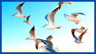 Relaxing Nature Sounds Beach  •  Ocean Waves with Seagulls • 2Hours ASMR | The Most Relaxing Waves