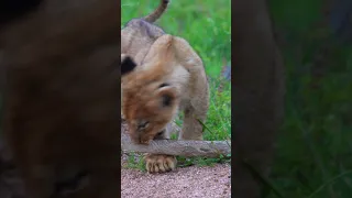 Lion Cub Bites Moms Tail Hard!