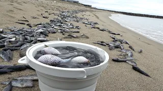 海岸に大量のフグが漂着、まだ生きてる子たちを救出