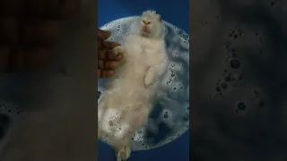 my cute bunny golu is taking bath 🛀🐰😘😘
