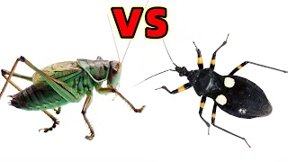 Ferocious Grasshopper VS Assassin bug, See who is stronger?