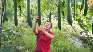 Harvesting Green Squash Go To Countryside Market Sell - Vegetable Gardening / Daily Farm