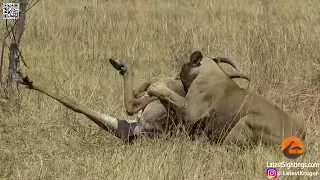 Epic battle : lions vs antelope in brutal battle for survival /brutal batalla por la supervivencia