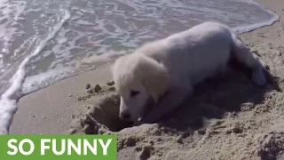 Puppy furious after ocean water destroys his sandcastle