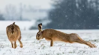 Охота на зайца. Два выхода "в лоб". Hunting for hares