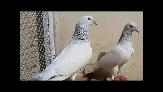 Pure Sialkoti Motian Walay kabootar... Pakistani Famous Pigeons breed