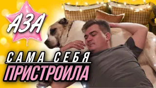 Алабайка Аза, от которой отказались через 1 час, сама себя пристроила 😮