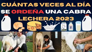 📢Cuántas veces al día se ordeña una cabra lecheras 2023📢las 10 MEJORES RAZAS DE CABRAS LECHERAS📢