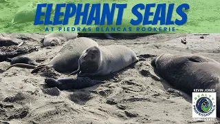 Elephant Seals 🦭 at Piedras Blancas in San Simeon California