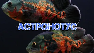 АСТРОНОТУС. СОДЕРЖАНИЕ, КОРМЛЕНИЕ И РАЗВЕДЕНИЕ.