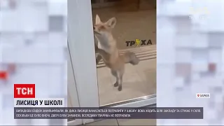 Новини України: дика лисиця намагалася завітати до харківської школи