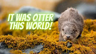 Photographing Otters on the Isle of Mull