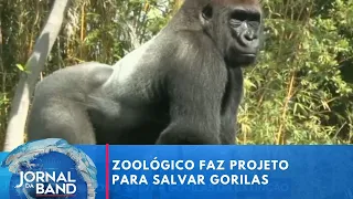 Zoológico de São Paulo ajuda a salvar gorilas da extinção | Jornal da Band