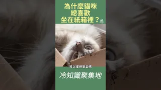 為什麼貓咪總喜歡坐在紙箱裡？📦😺#冷知識 #貓咪 #CAtinbox #安全感 #cat #寵物迷因 #fyp #shorts