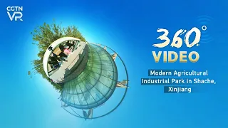 360° Video: Modern Agricultural Industrial Park in Shache, Xinjiang