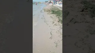 9 августа грязные пляжи после сильного отлива в Коблево