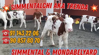 ☎️Simmental Buzoqchalar