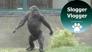 Lope The Gorilla Youngster Has The Most Amazing Human Walk