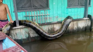 12 ANACONDAS GIGANTES CAPTADAS EN BRASIL (parte 2)