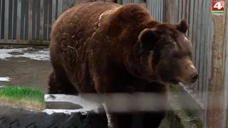 В Гродненском зоопарке проснулись медведи. 19.03.2021