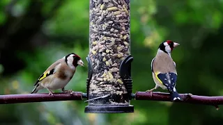 Melodic Charm: Goldfinches and Their Enchanting Songs | Nature's Orchestra