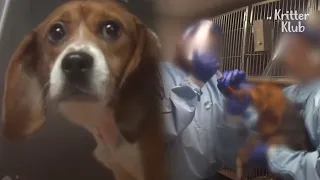 This Is What Humans Done To Poor Beagle Dogs For Many Years (Part 2) | Kritter Klub